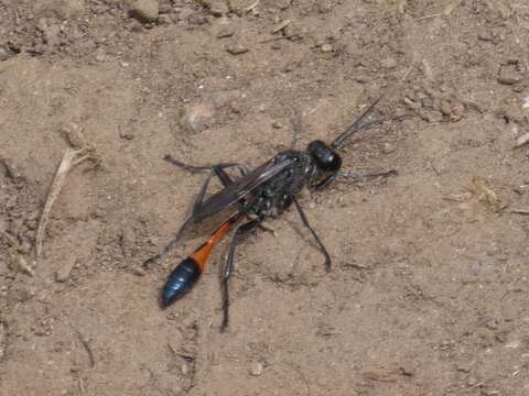 Image of Ammophila sabulosa (Linnaeus 1758)