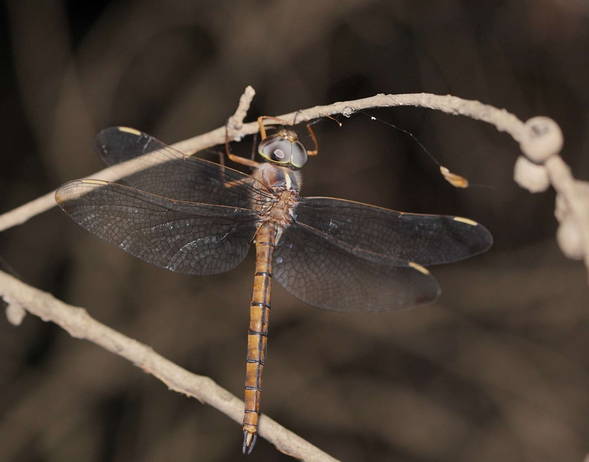 Imagem de Apocordulia macrops Watson 1980