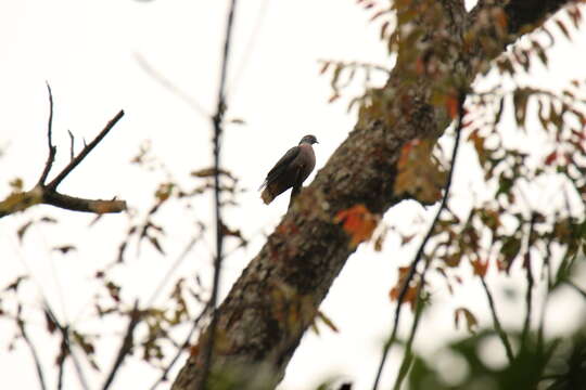 Image of Western Bronze-naped Pigeon