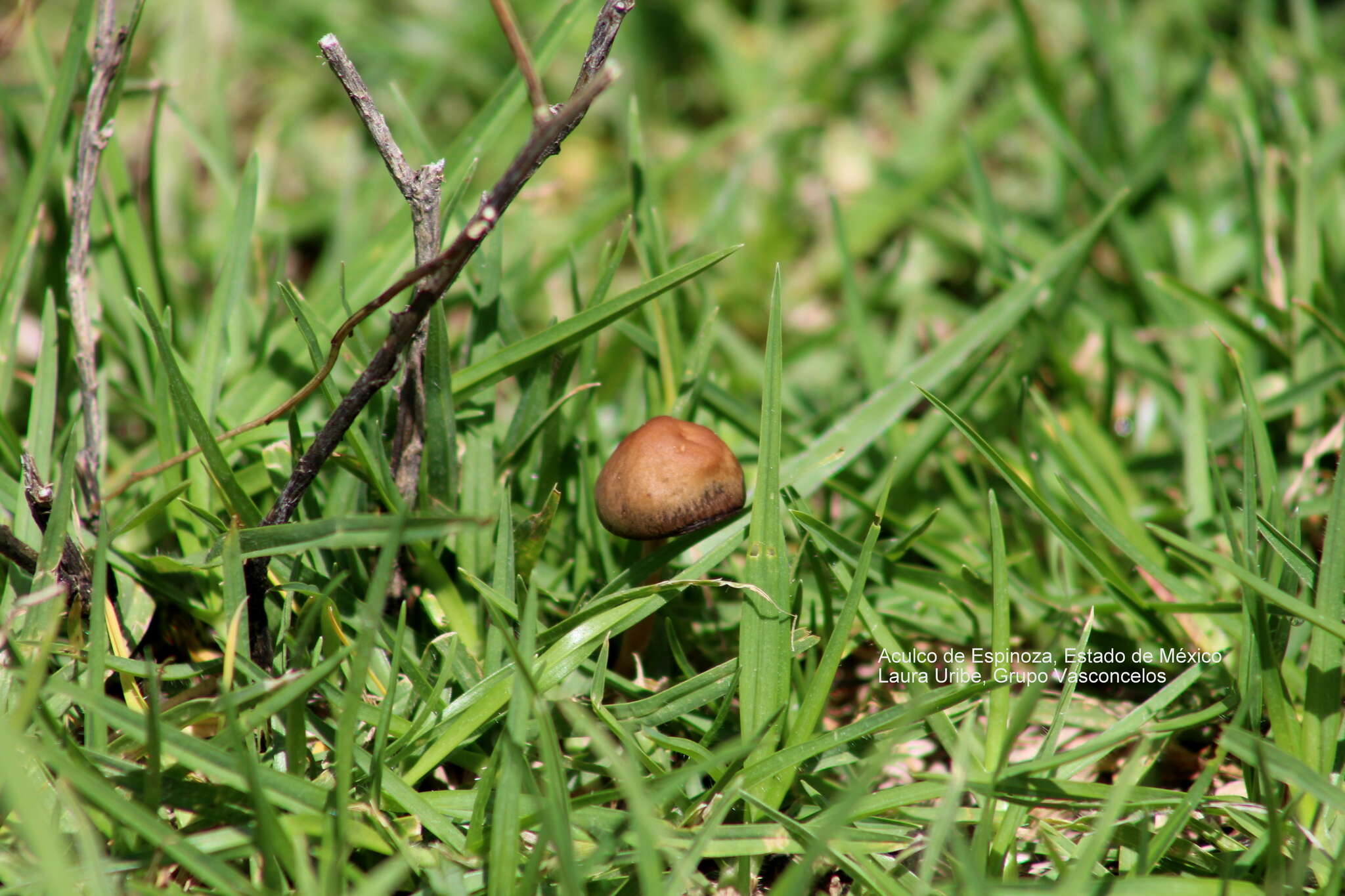 Image of Panaeolus cinctulus (Bolton) Sacc. 1887