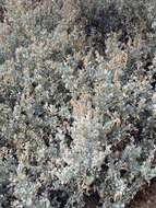 Image of bluegreen saltbush