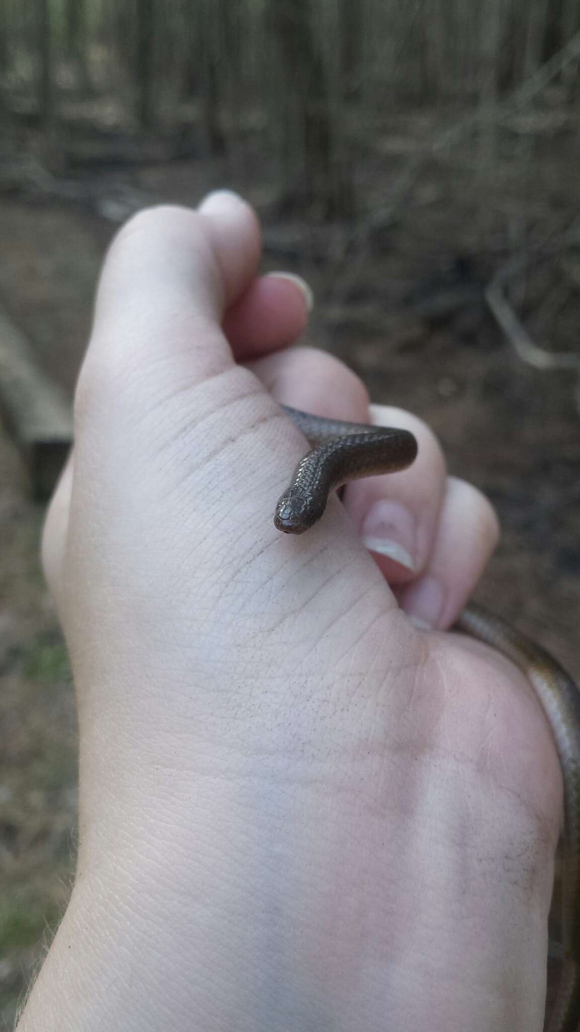 Image of worm snake