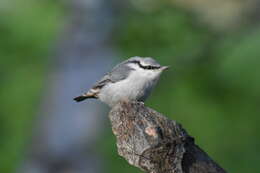 Image of Sitta europaea albifrons Taczanowski 1882