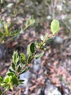 Image of Acacia hispidula (Sm.) Willd.