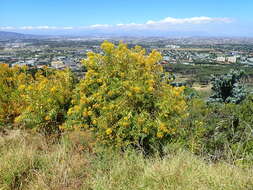 Imagem de Hypericum canariense L.