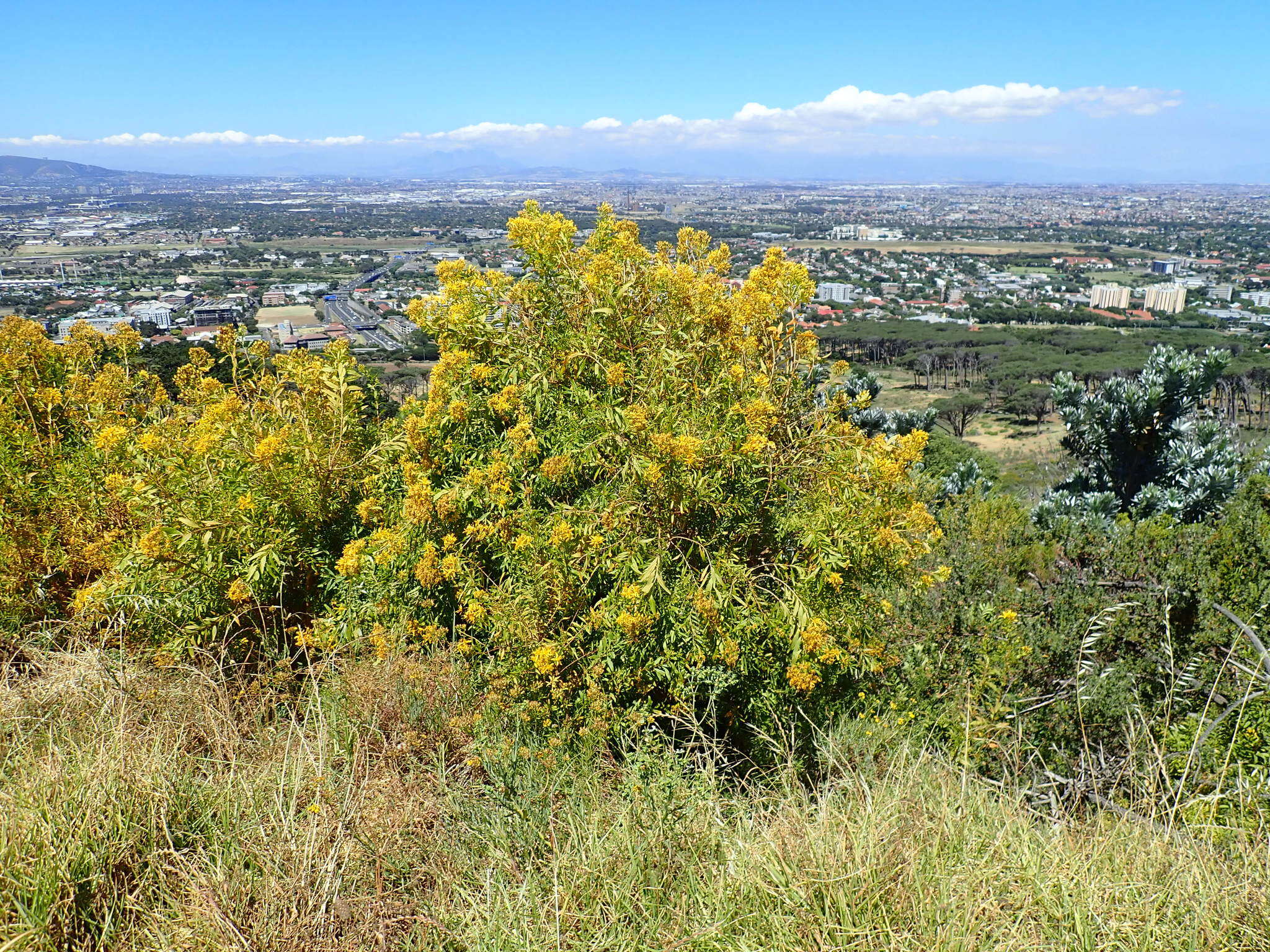 Imagem de Hypericum canariense L.