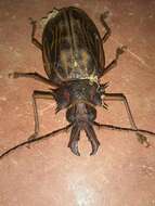 Image of Long-horned beetle