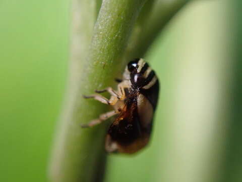 Image of Dogwood Spittlebug