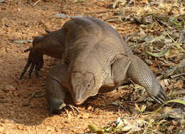 Image of Bengal Monitor Lizard