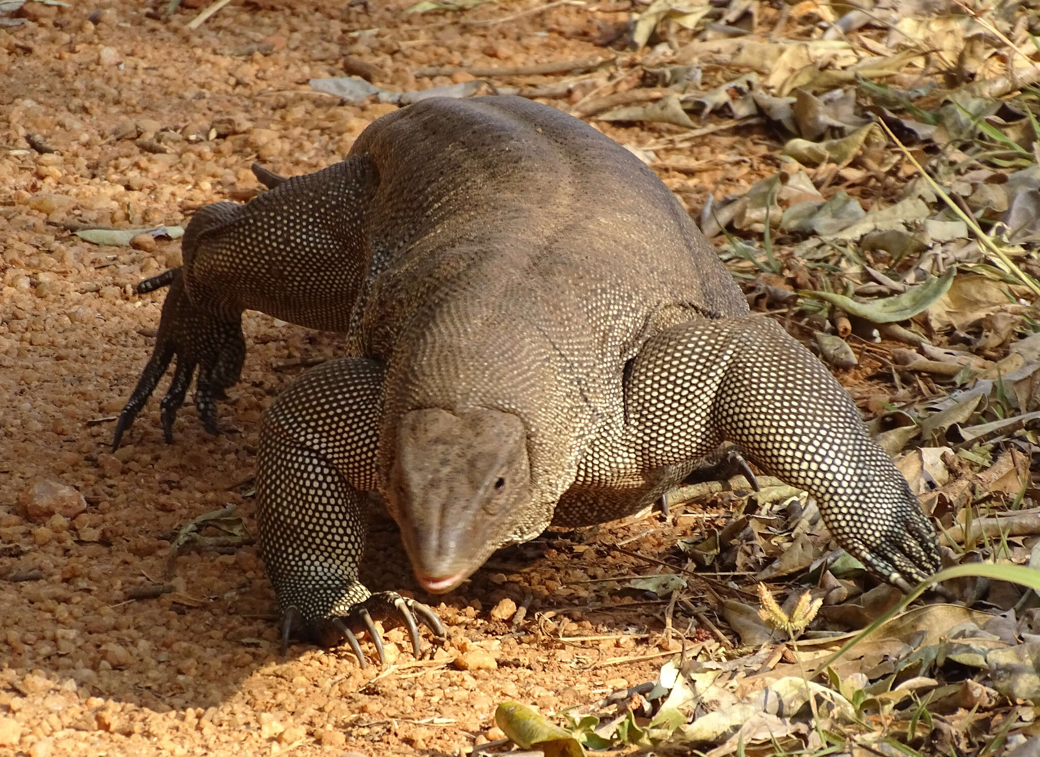 Image of Bengal Monitor Lizard