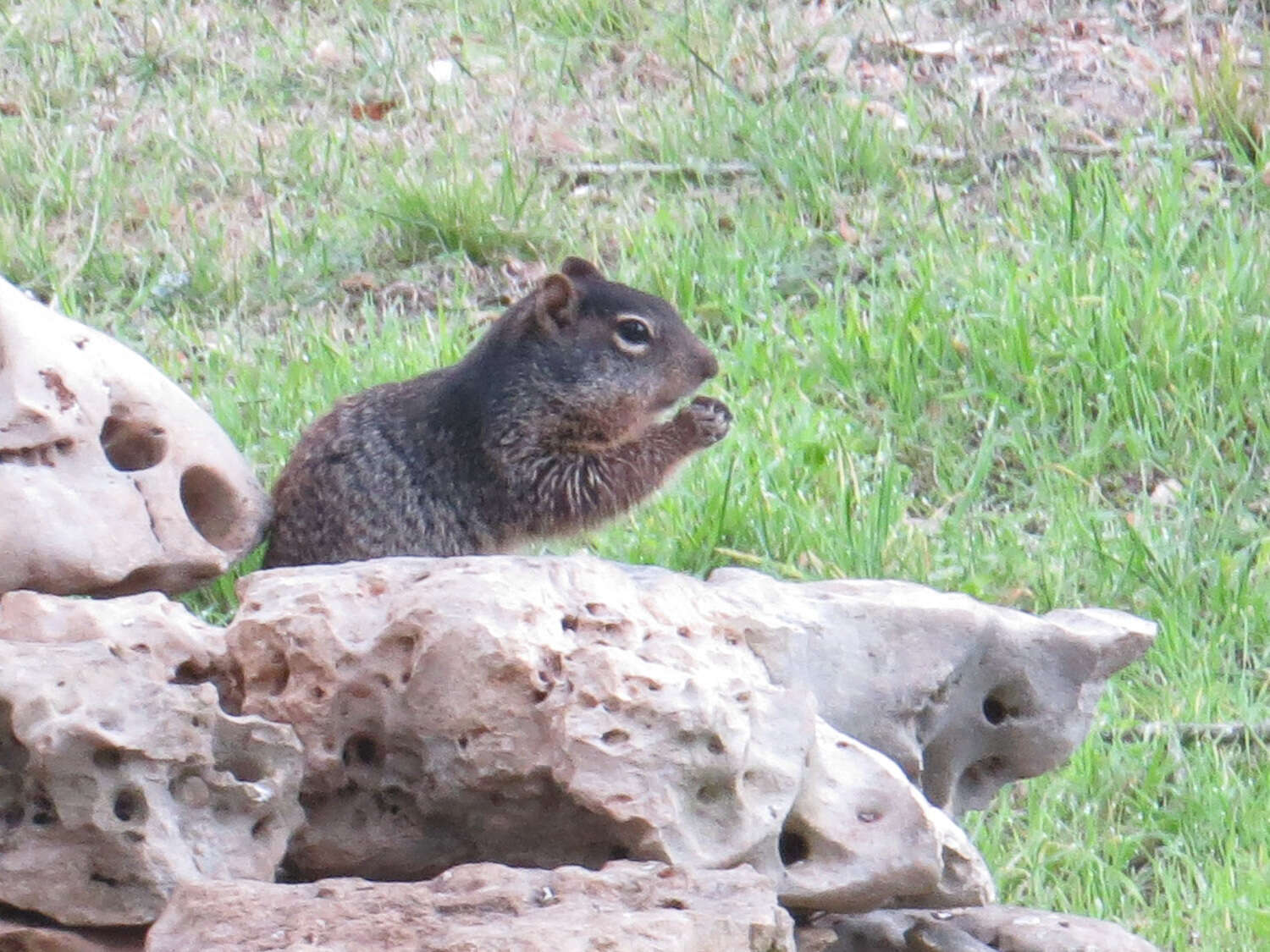 Image of Otospermophilus Brandt 1844