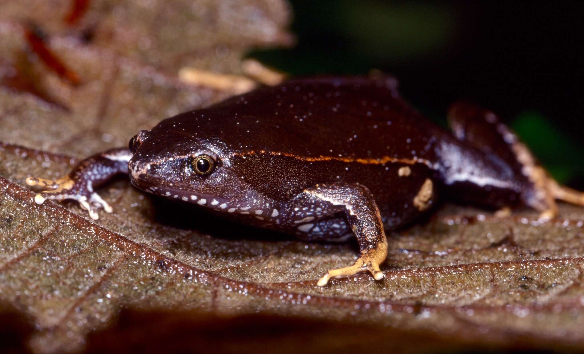 Image of Southern Narrow-mouthed Toad