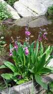 Primula parryi A. Gray resmi