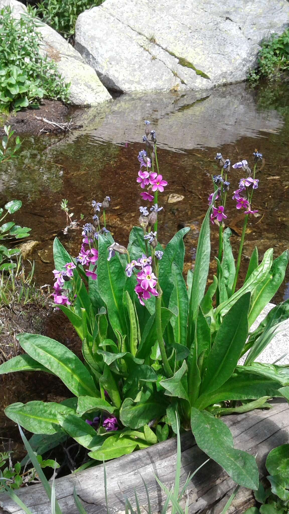 Primula parryi A. Gray resmi