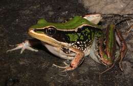 Image of Lemaire's white-lipped frog