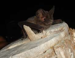 Image of Pocketed Free-tailed Bat