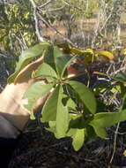 Image of Pseudobombax parvifolium Carv.-Sobr. & L. P. Queiroz