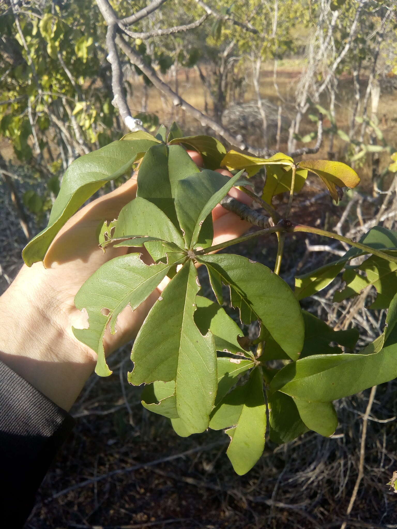 Imagem de Pseudobombax parvifolium Carv.-Sobr. & L. P. Queiroz