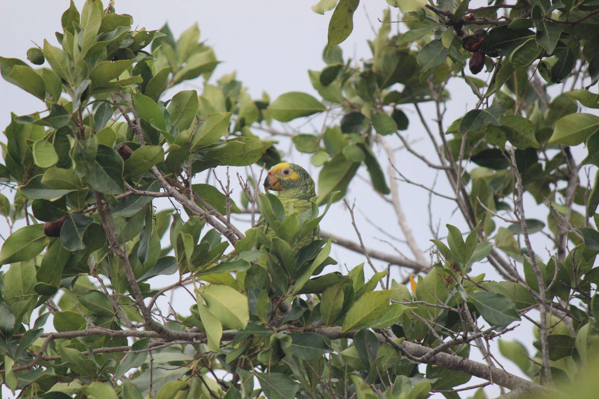 Image of Alipiopsitta Caparroz & Pacheco 2006