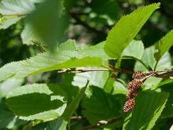 Image of Green Alder