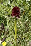 صورة Gymnadenia rhellicani (Teppner & E. Klein) Teppner & E. Klein