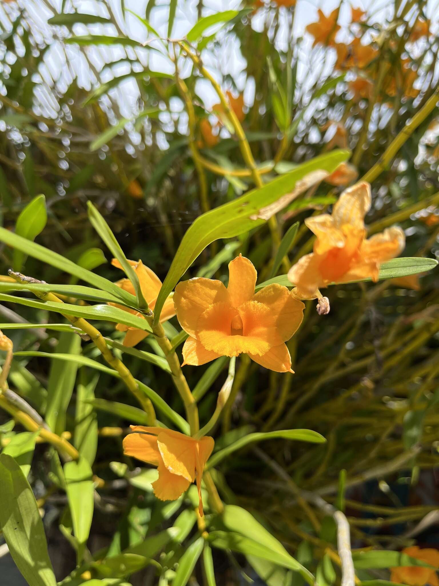 Image of Dendrobium chryseum Rolfe