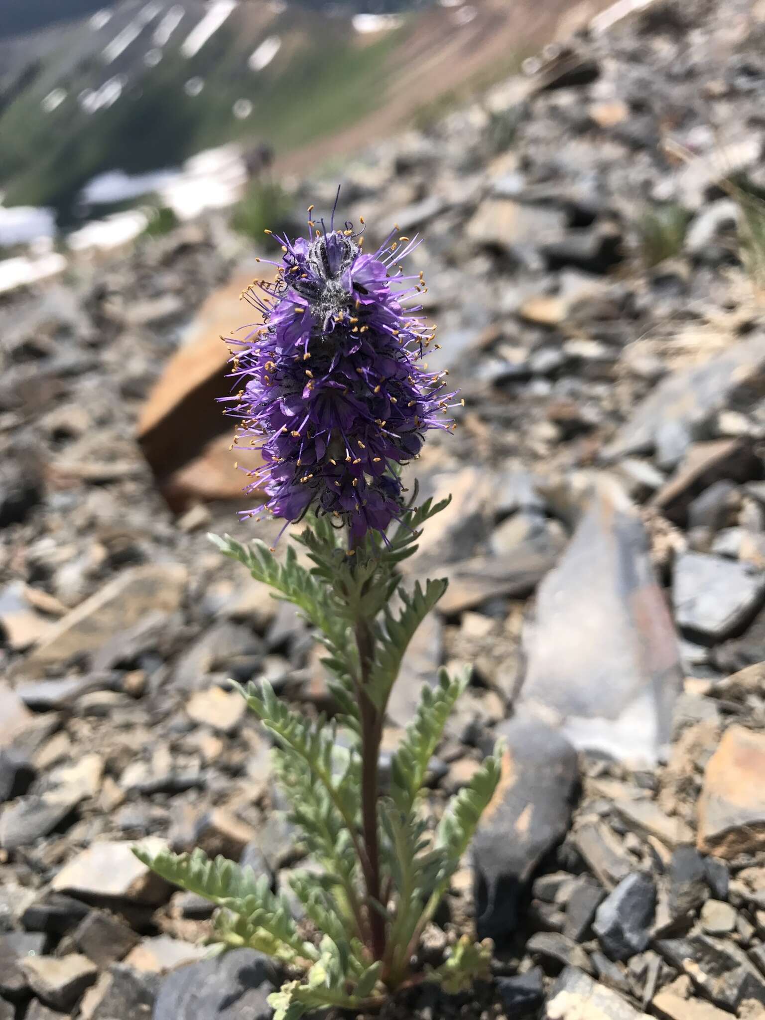 Image of silky phacelia