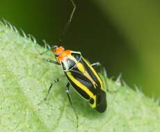 Image of Poecilocapsus