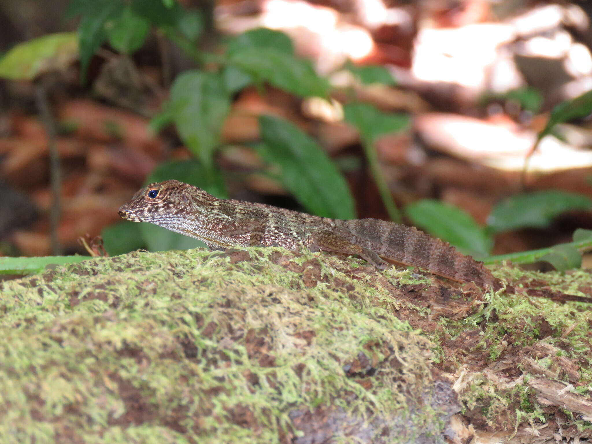 Imagem de Anolis gundlachi Peters 1877