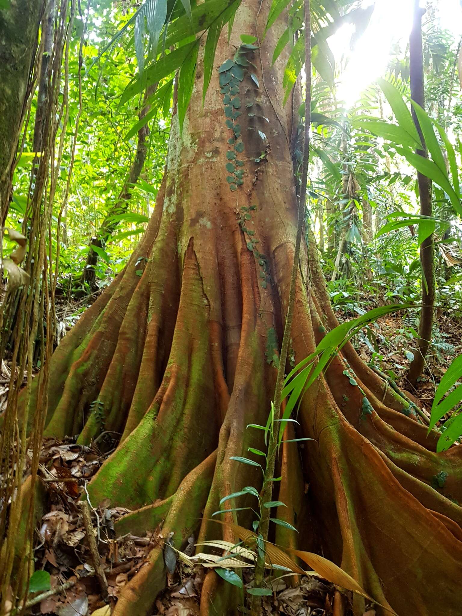 Image of Tachigali versicolor Standl. & L. O. Williams