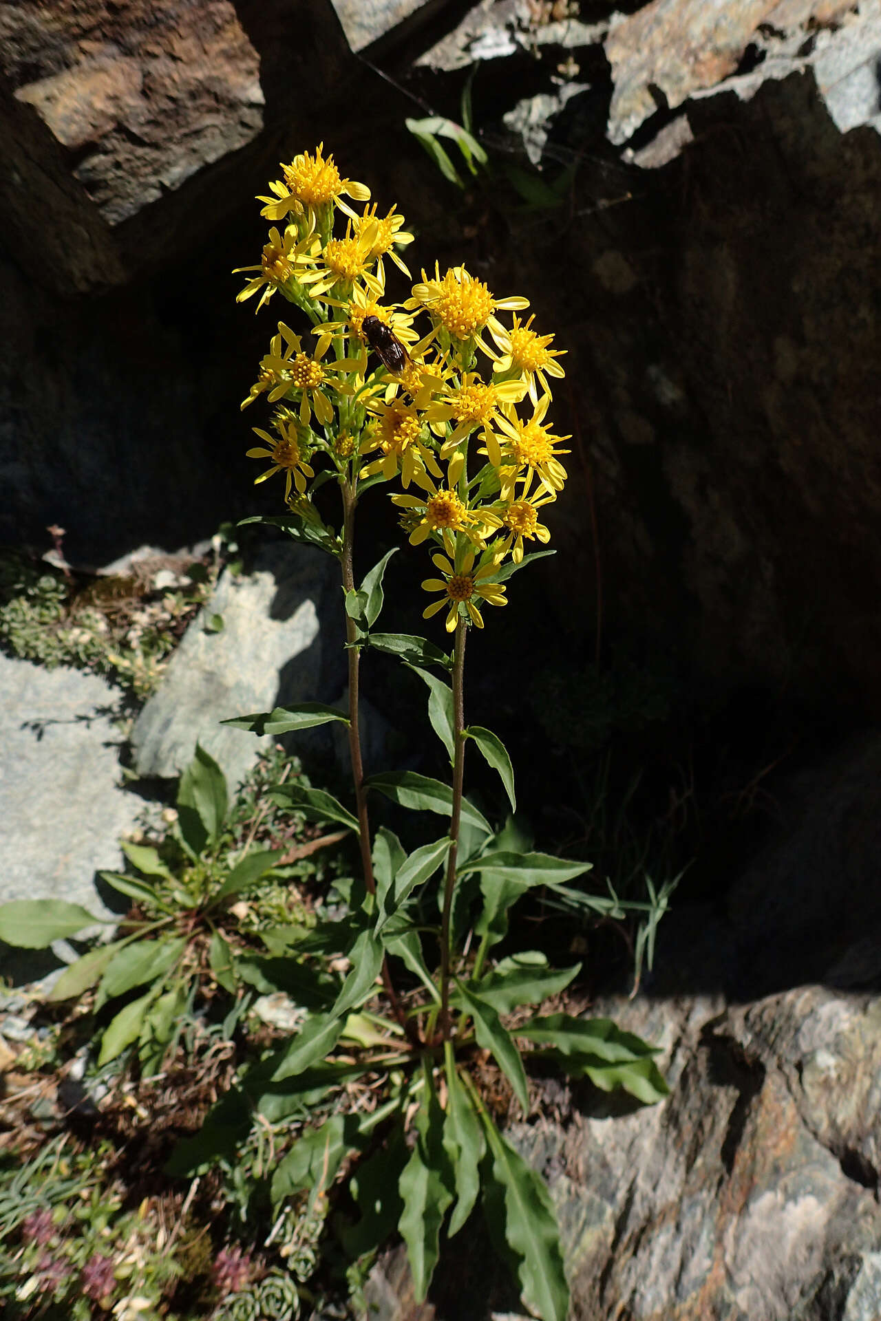 Image de Solidago virgaurea subsp. minuta (L.) Arcangeli