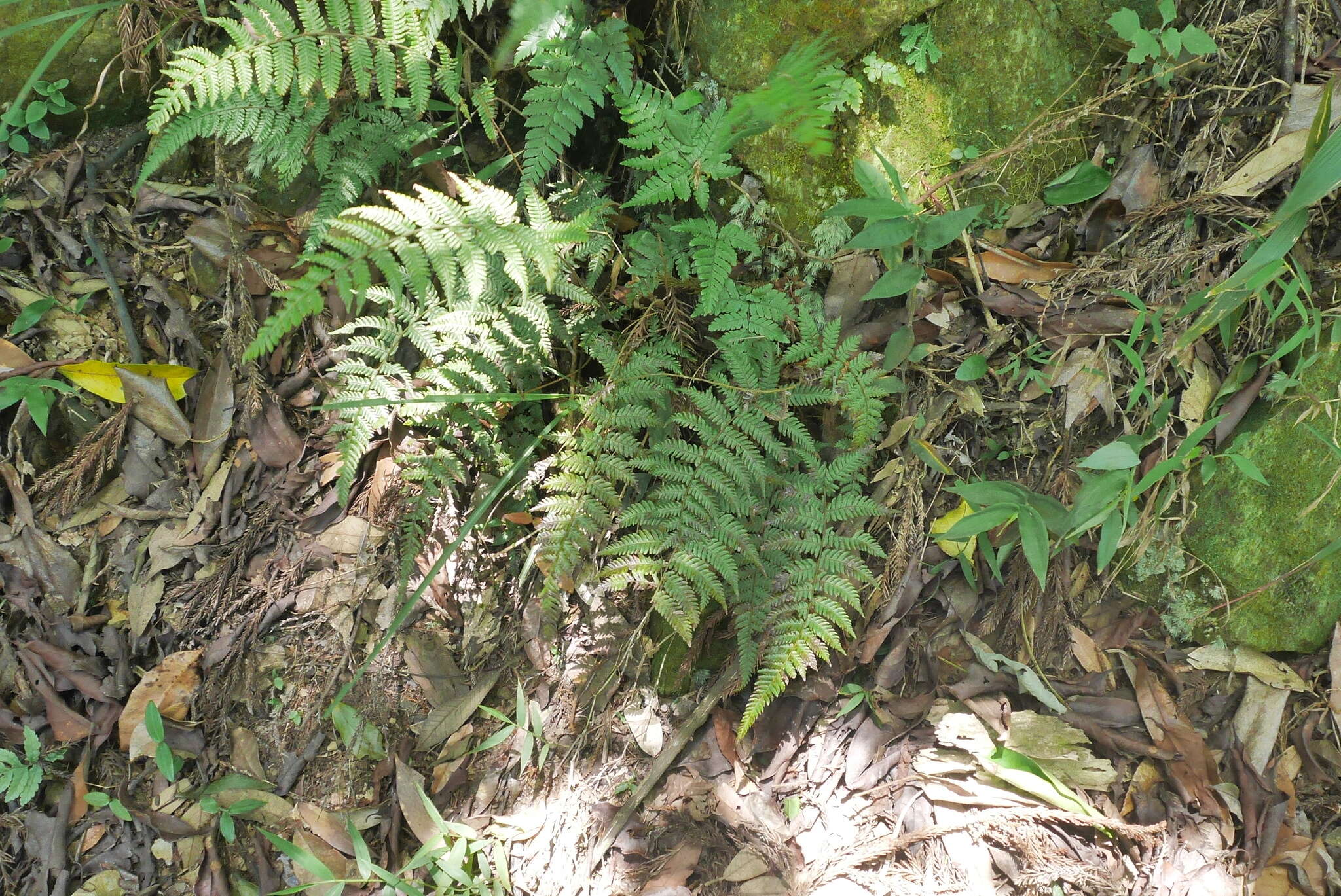 Imagem de Amauropelta glanduligera