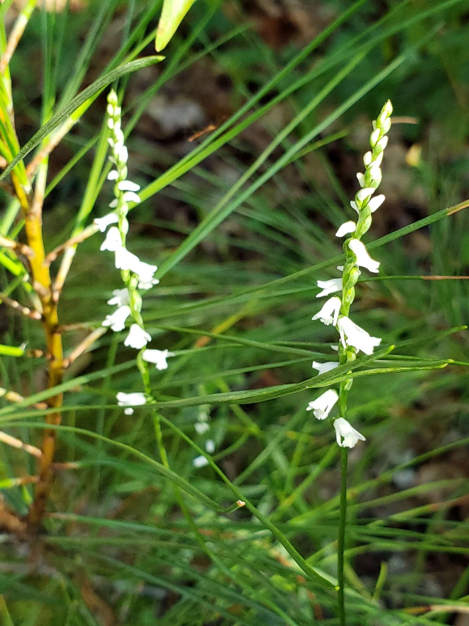 Imagem de Spiranthes tuberosa Raf.