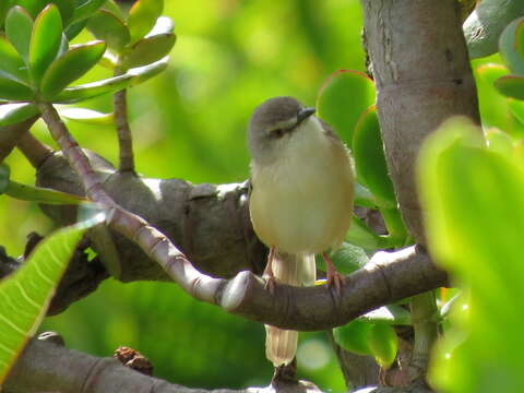 Image of Tawny-flanked Prinia