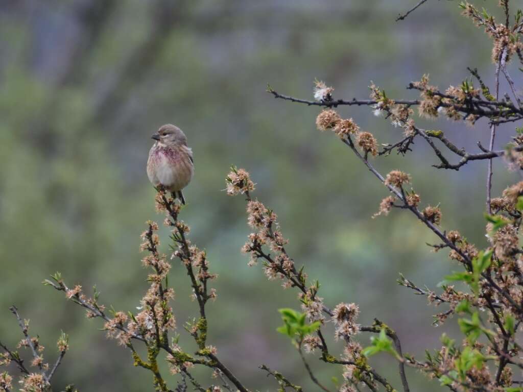 Image of Linnets