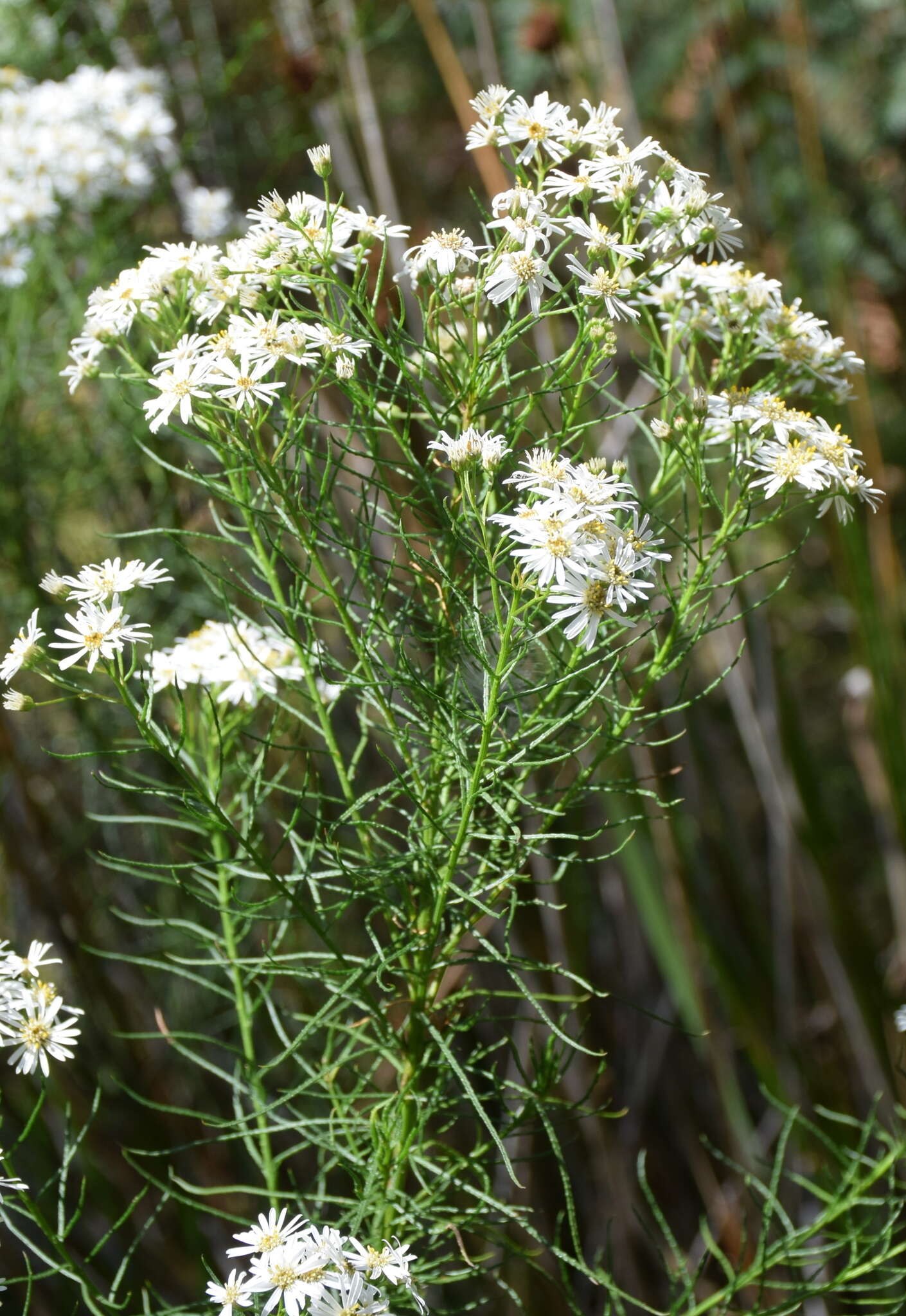 Image of swamp daisy-bush