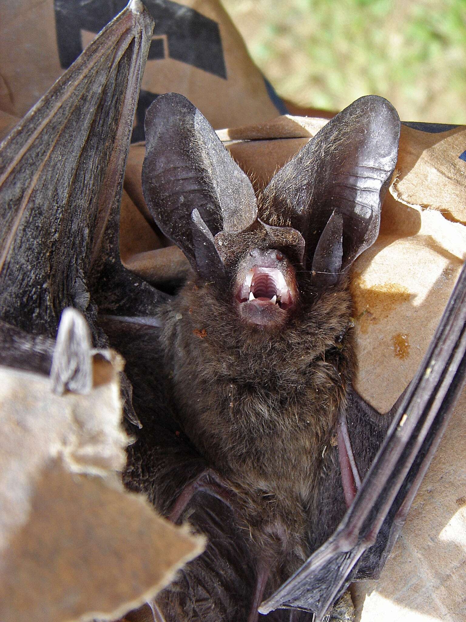 Image of Tropical Big-eared Brown Bat