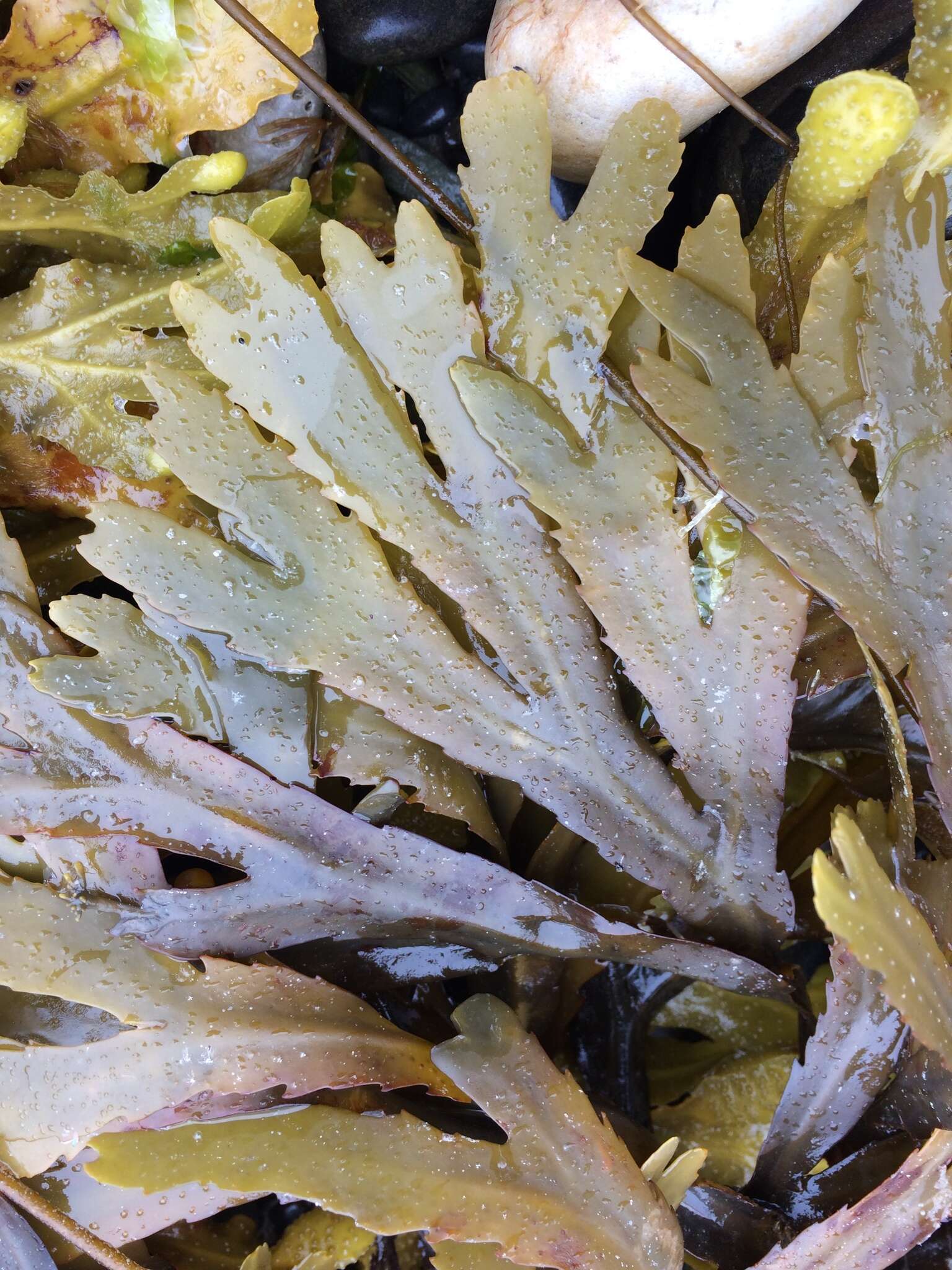 Image of toothed wrack