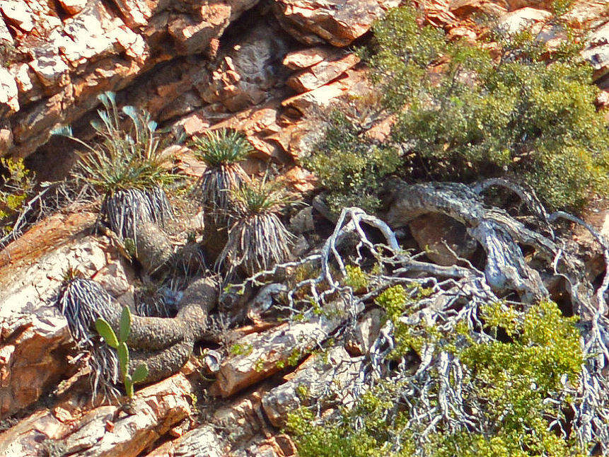 Image de Encephalartos lehmannii Lehm.