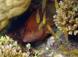 Image of Peacock rockcod