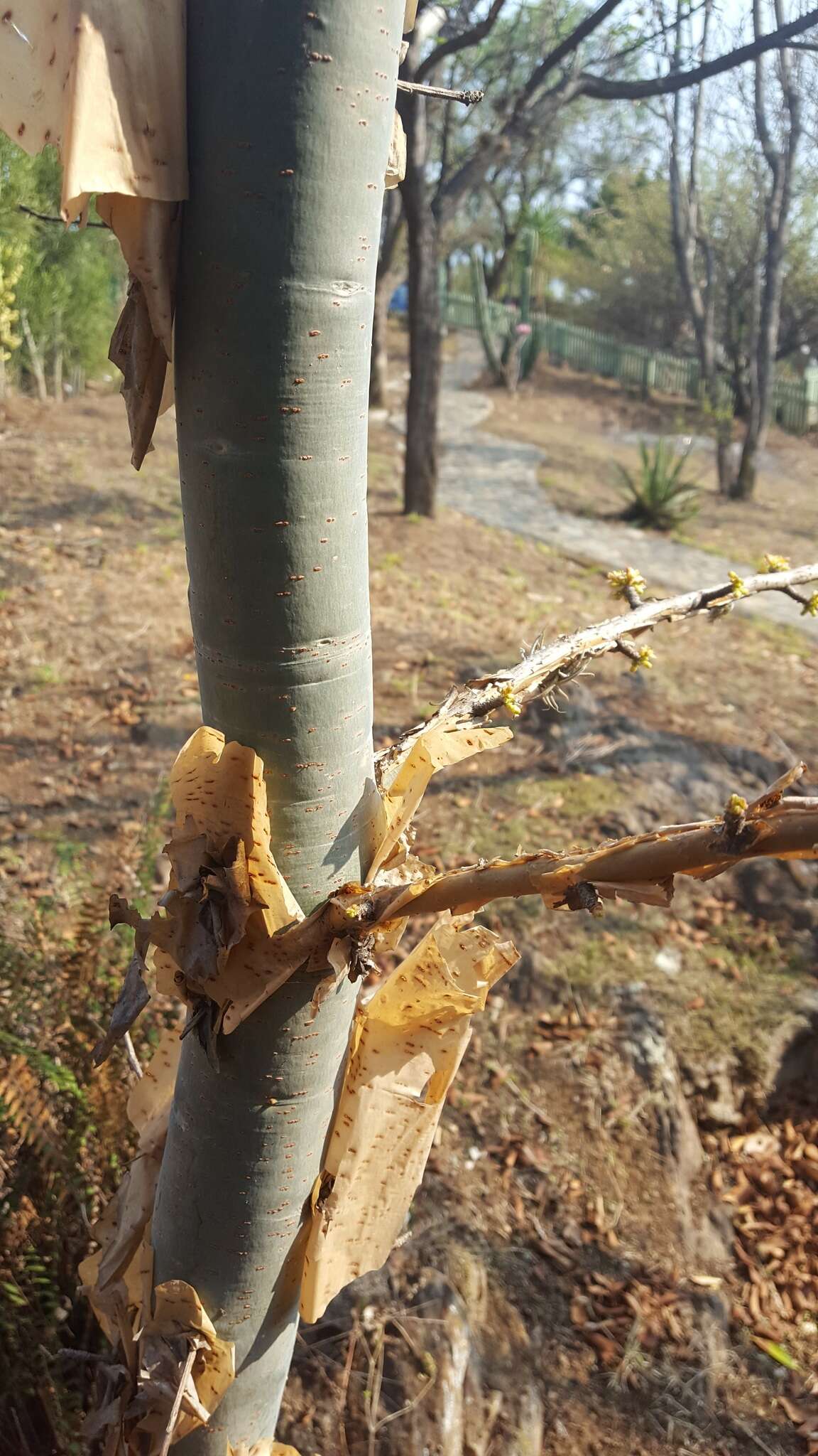 Image of Bursera ariensis (Kunth) Mc Vaugh & Rzedowski