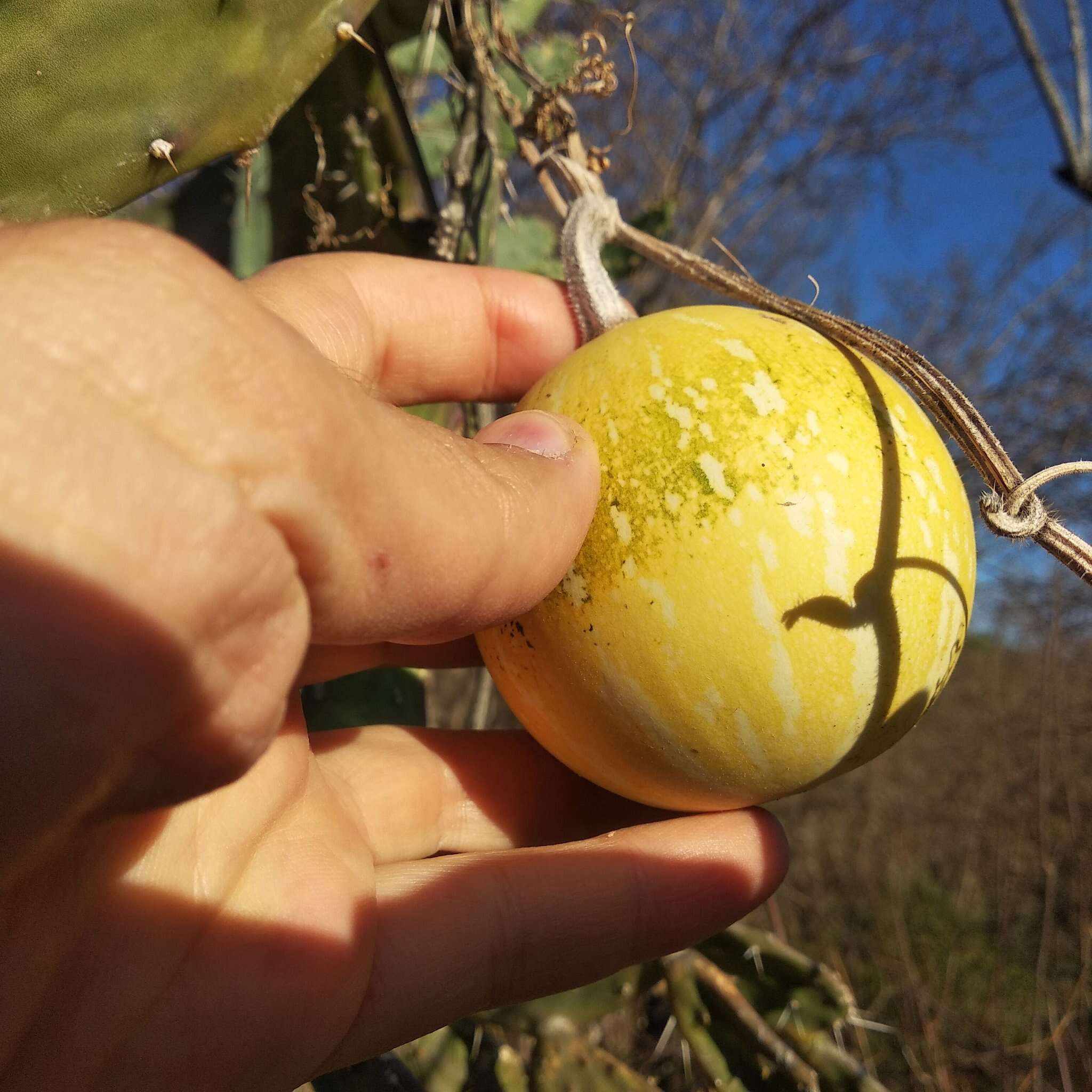 Cucurbita argyrosperma K. Koch resmi