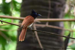 Image of Asian Paradise-Flycatcher