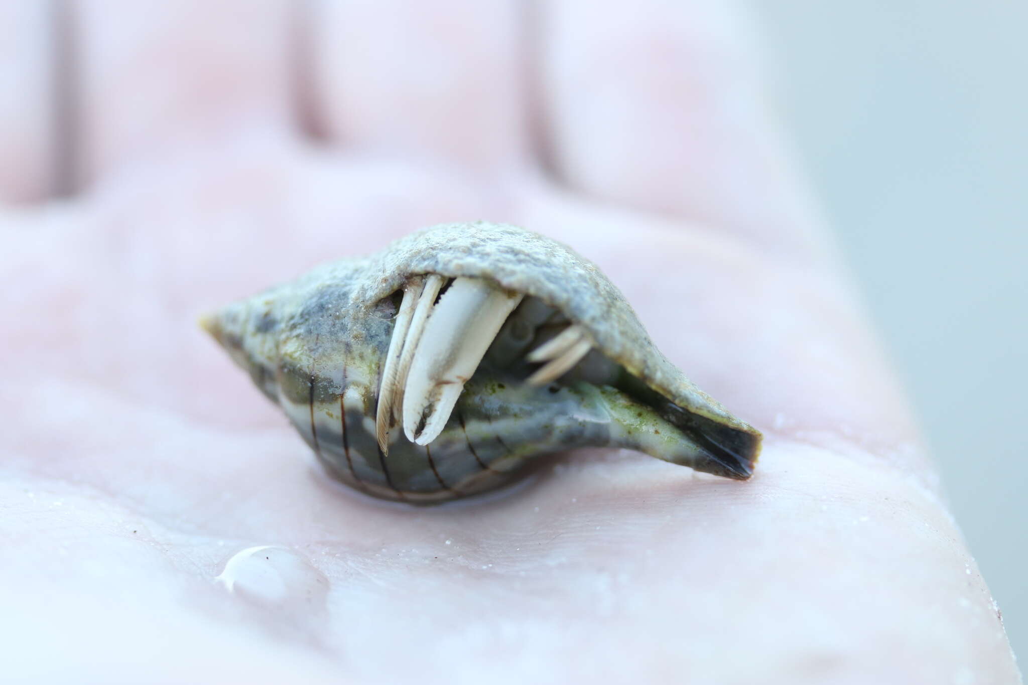 Image of Long-Clawed Hermit Crab