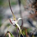 Image of Caladenia meridionalis Hopper & A. P. Br.