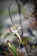 Image of Caladenia meridionalis Hopper & A. P. Br.