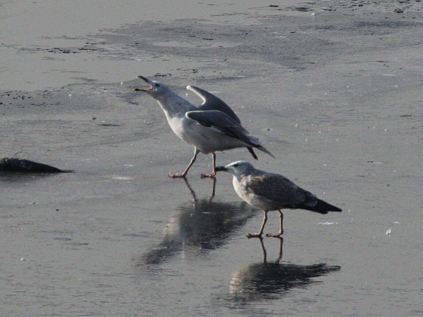 Image of Caspian Gull