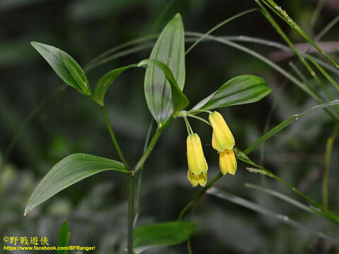 Image of Disporum shimadae Hayata