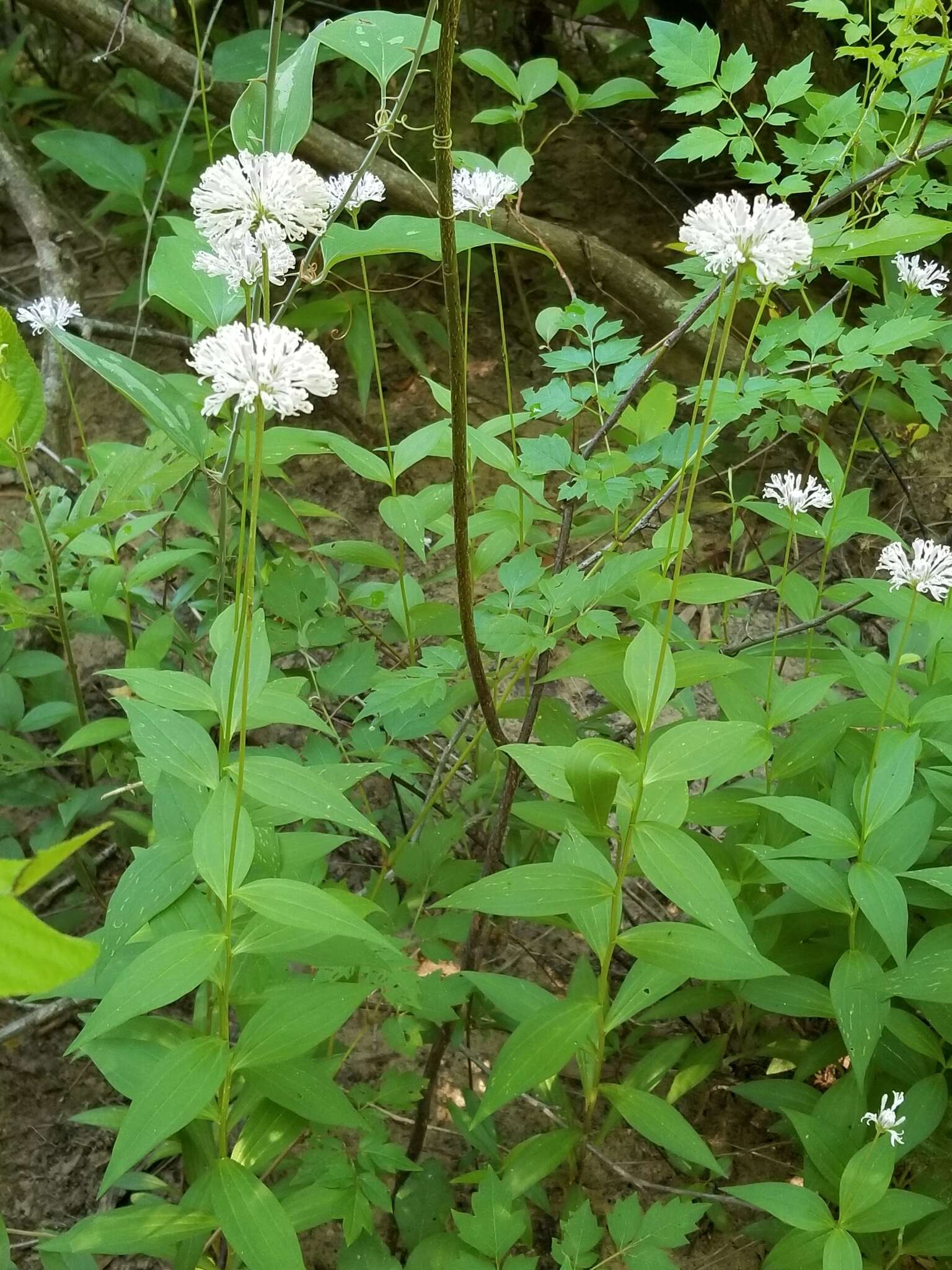 Image of Broad-Leaf Barbara's-Buttons