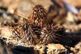 Acanthopsis disperma Harv. resmi